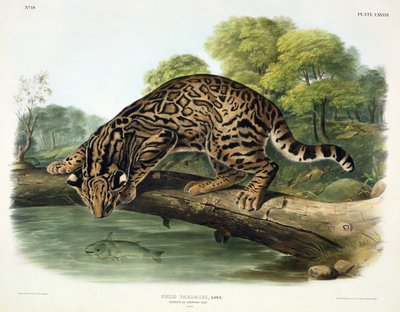 Felis Pardalis (Ocelot or Leopard-Cat) by John Woodhouse Audubon
